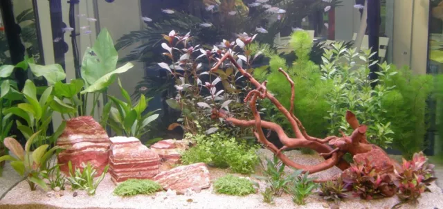 Wasserpflanzen Set für 400 - 450 l Aquarium (16), Aquariumpflanzen gegen Algen