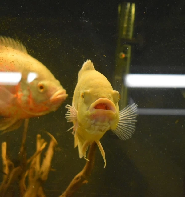 Live Lemon Oscar Cichlid (6" Large Freshwater Aquarium Fish) *PLS READ DESCR* 2
