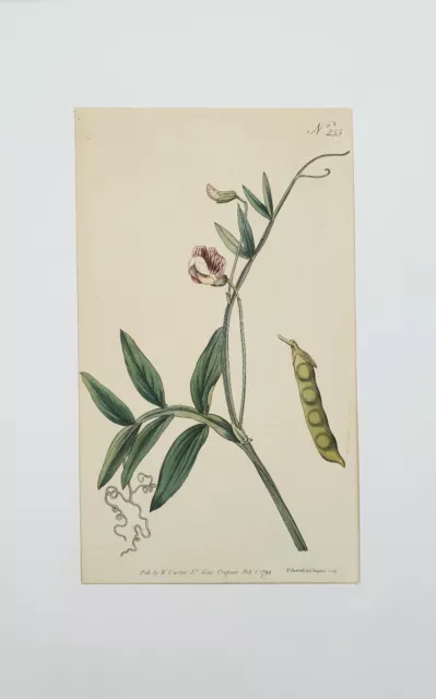 XVIII ème - W Curtis - Belle Gravure Aquarellée de Fleur n°254 de Février 1794