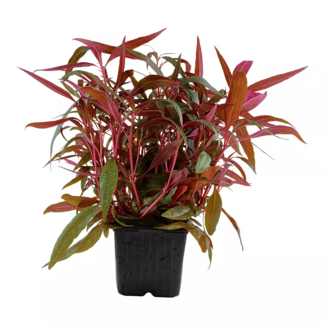 Mutterpflanze Aquarium Pflanze Alternanthera reineckii 'Pink' Tropica Nr.023 XL