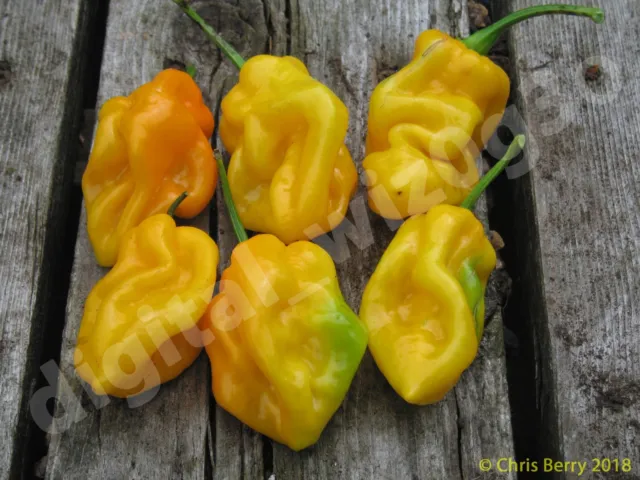 Yellow Trinidad Scorpion Organic Pepper 25+ Seeds - Harvested 2023