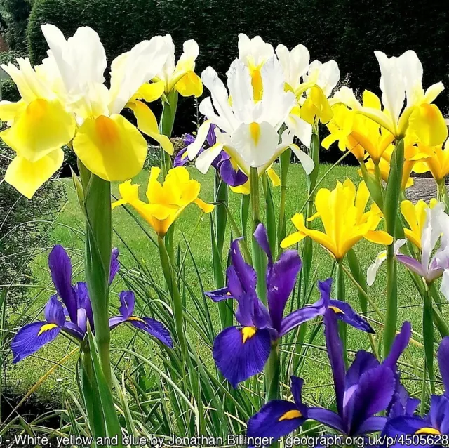 20 MIXED SIBERIAN IRIS Sibirica Iris Bicolor Blue Red White Purple Flower Seeds