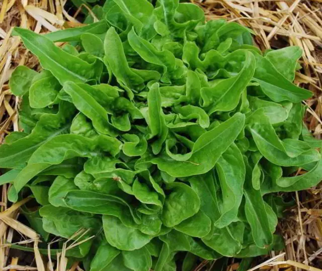 LECHUGA de hoja baby - sabor espectacular 500 Semillas - Seeds huerto jardín