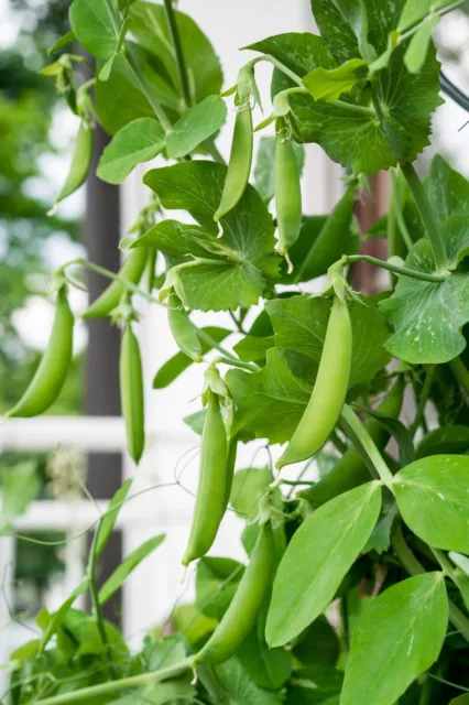 Snap Pea SUGAR BON 25+ Seeds HEIRLOOM Winter Vegetable Garden COMPACT PLANT peas