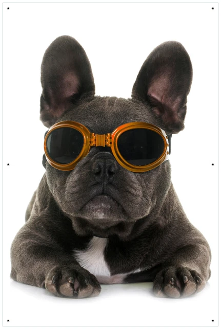 Wallario Garten Bakon Poster Zaun Sichtschutz wetterfest - Cooler Hund