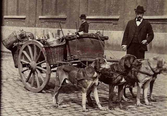 Belgien Antwerpen -gespann Chiens c1900 Foto Stereo Vintage P78L9n
