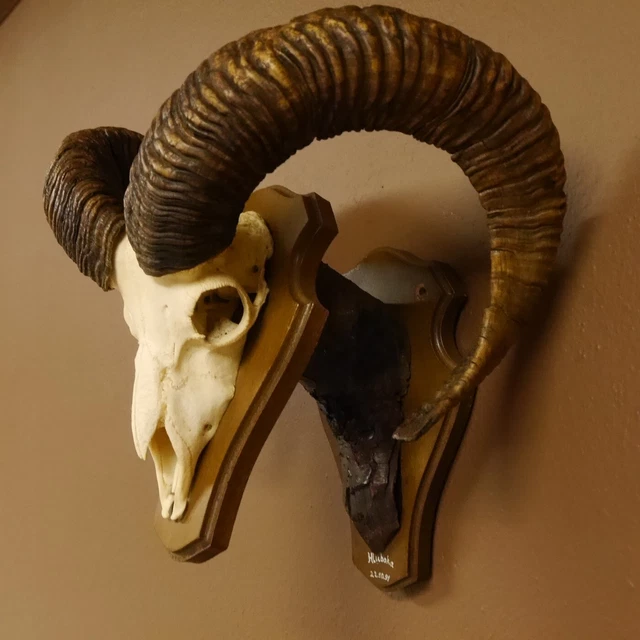 Mufflon Aries Cornamenta Trofeo de Calavera Hornlänge 71,5cm En Escudo 82.1.74