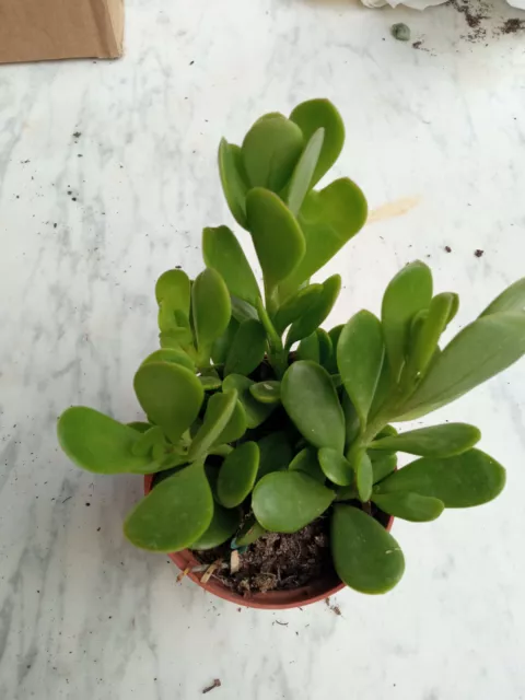 Senecio jacobseni planta suculenta del dinero con raiz 10 cm