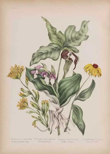 Agnes FitzGibbon : "Cone Flower, Jack-in-Pulpit" (1869) — Giclee Fine Art Print