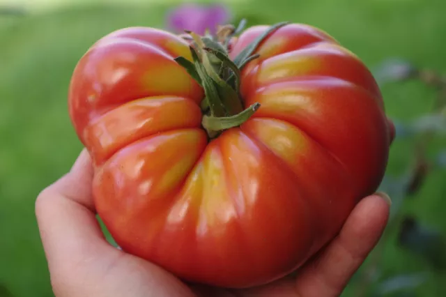 25 graines de Tomate Marmande Méthode BIO seeds plantes légumes ancien potager