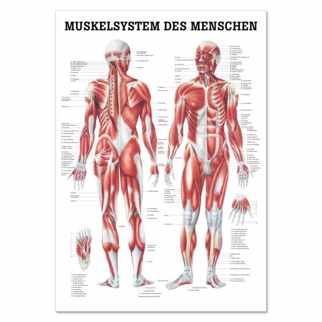 Lehrtafel "Muskelsystem des Menschen" Rüdiger Anatomie | 70 x 100 cm