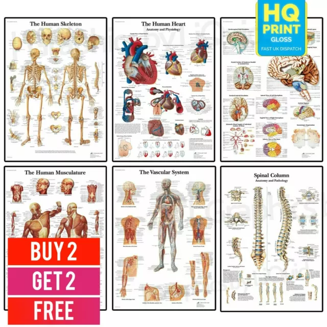 HUMAN ANATOMY EDUCATIONAL Student Medical Life Poster Prints Biology Diagrams