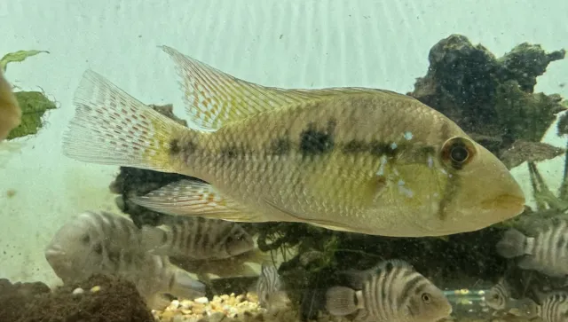 Brasiliensis Geophagus Cichlid 4” -Live Freshwater Tropical Aquarium Fish