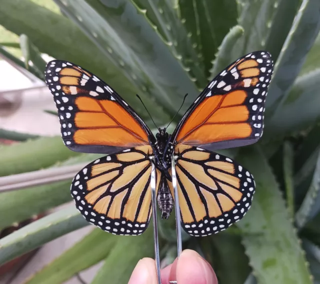 Monarch Danaus Plexippus Real North American Butterfly Mounted Riker Framed 2
