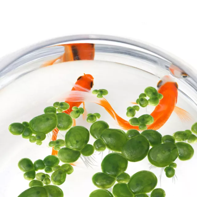 90pcs Aquarium Floating Plants Fish Tank Plants Fake Duckweed Decorations