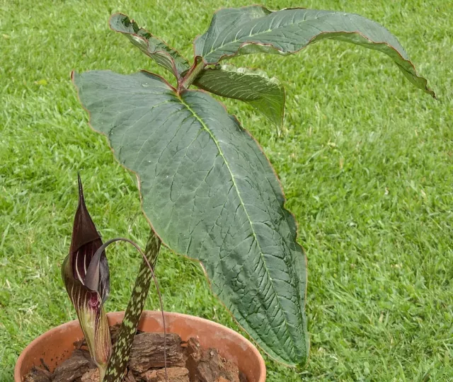 Arisaema speciosum tuber Aroid Corm