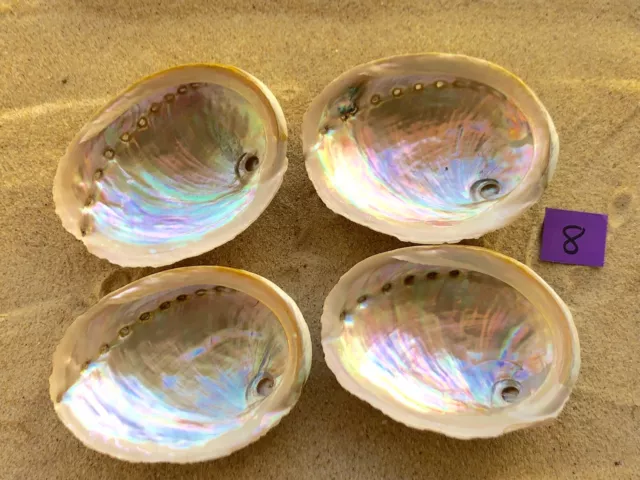 Abalone Shells Natural MOTHER OF PEARL  4pcs @ 11cm Green Lip South Australian 8