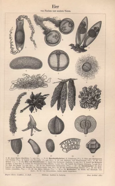 Eier v. Weichtieren Fischen Laich Insekteneier Krebseier Holzstich um 1900