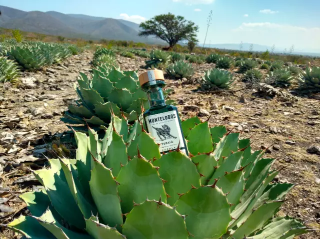 Agave Tobala Potatorum Mezcal 500 seeds Oaxaca Mexico 2