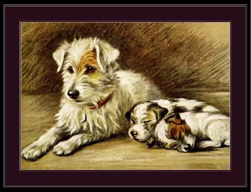 96807 English Picture Fox Terrier Puppy Dog Wall Print Poster UK