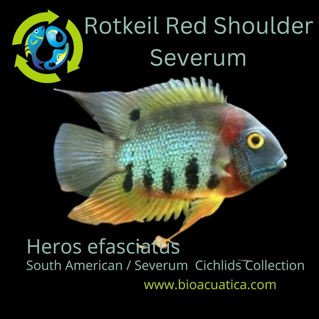 AWESOME ROTKEIL RED SHOULDER SEVERUM 1" HEAD TO TAIL (Heros efasciatus)