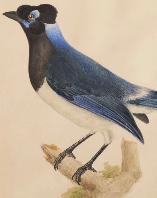Dibujo Antiguo Acuarela Pájaro Exótico Ornitología Pie Acahé Plush Años Jay