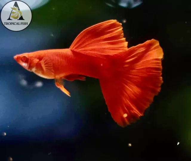 2 Male- Albino Full Red DBS - High Quality Live Guppy Fish
