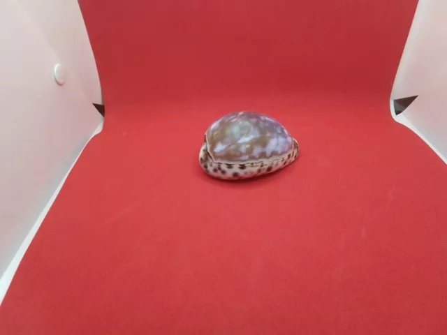 Large Tiger Cowrie Purple Top Seashell (Cypraea Tigris) Cowry Shell