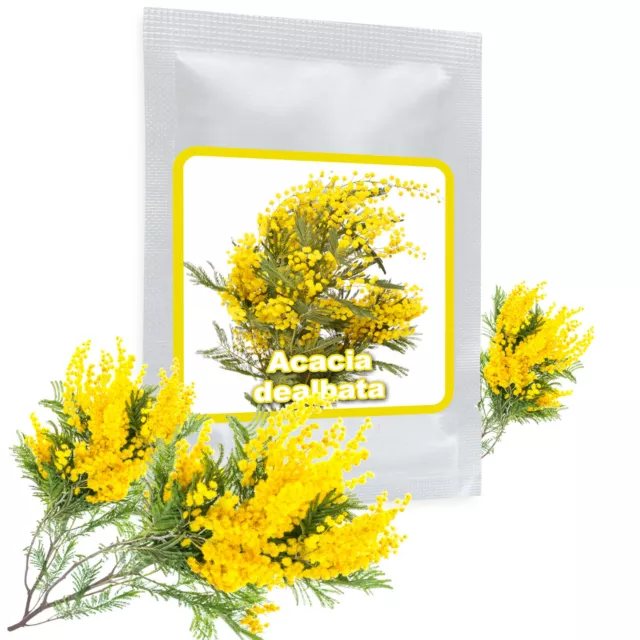 Silberakazie 25 Samen / Pack - Falsche Mimose - Acacia dealbata 2