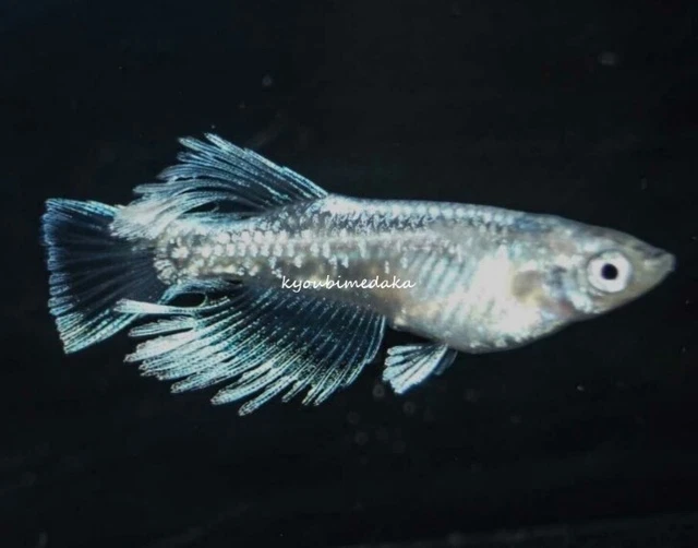 rice fish 30 eggs medaka aquarium killifish 【Mariage Longfin】