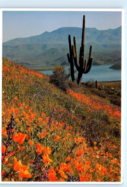 Arizona Roosevelt Lake Tonto National Monument Vintage 4x6 Postcard E30