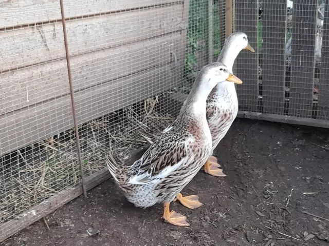 Large Silver Appleyard Duck Hatching Eggs X6 3