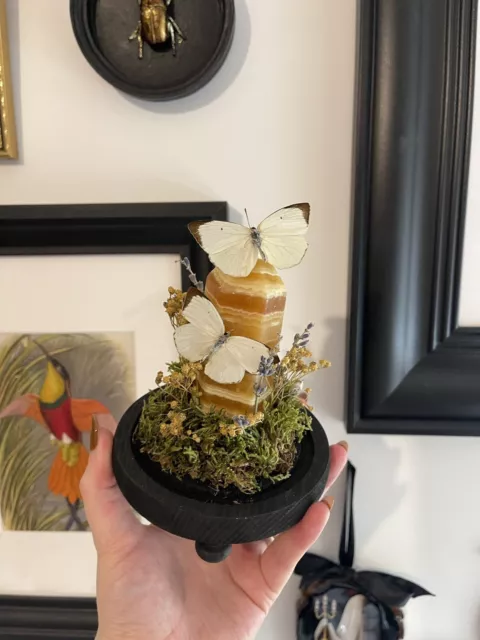 Taxidermy Butterfly Dome -Orange Calcite Tower & Catopsilia Pyranthe Butterflies