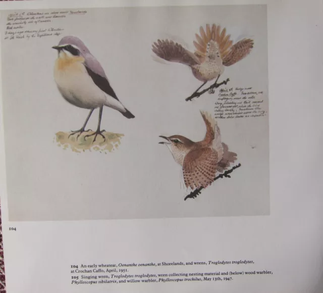 Beau Vintage Oiseau Imprimé~ Tôt Wheatear & Troglodytes~Tunnicliffe