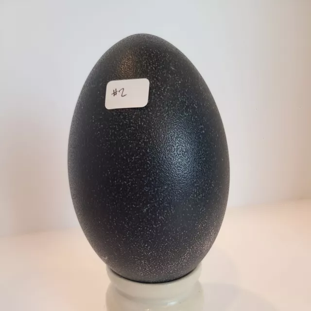 Lote # 2 cáscaras de huevo de emú sopladas con algunas imperfecciones para artesanía