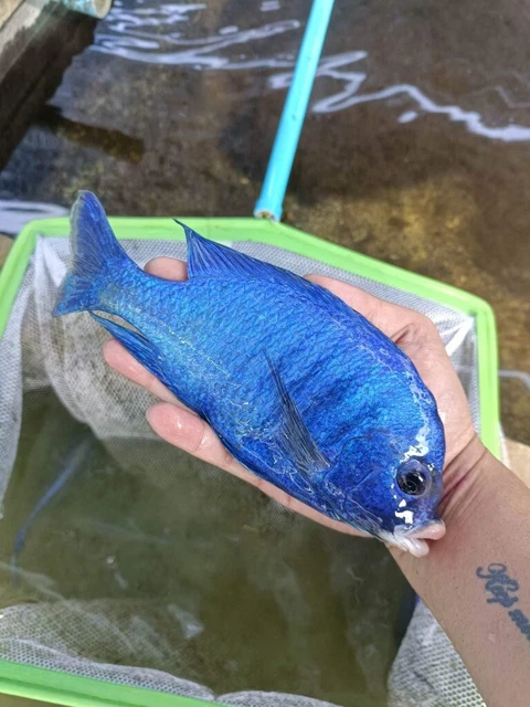 Mdoka white lip live cichlid 3”-4” LIVE FISH FREE SHIPPING