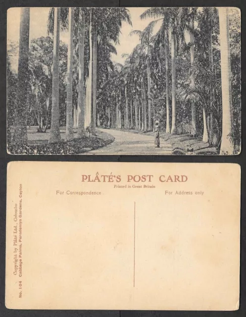 Old Sri Lanka Postcard - Ceylon - Columbo - Cabbage Palms, Peradeniya Gardens