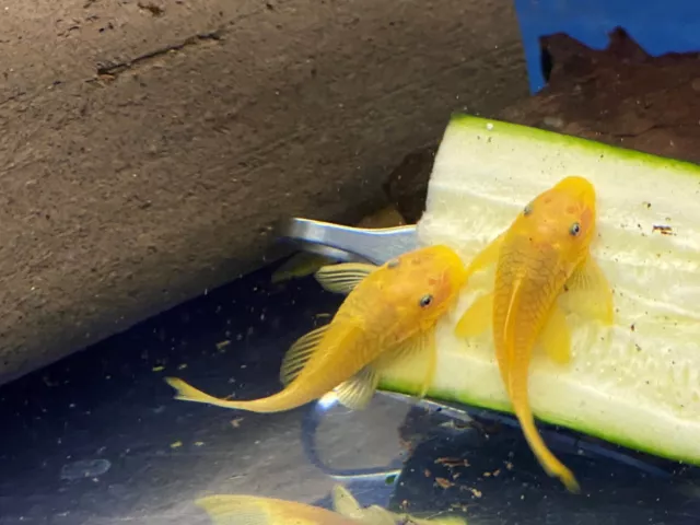 BLUE EYE LEMON YELLOW L144 Bristlenose Plecostomus 1-1/2 inch+ (2 Pack) LF Genes
