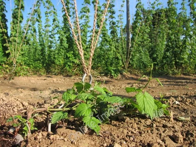 Photo 6x4 Hop plant Linkhill For some reason a small group of hops have n c2011