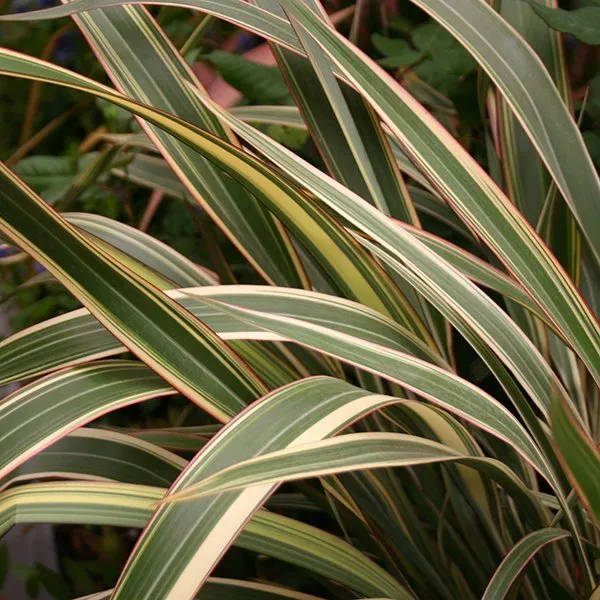 New Fashionable–Phenomenal Phormium Mix Seed (N-Zealand Flax) Free P&P 2