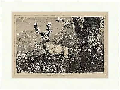 Damwild Carl Friedrich Deiker Wald Lichtung Hirsch Holzstich Jagdzeitung 0291