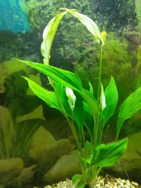 Spathiphyllum wallisii pied mere XL plante a racine aquarium robuste cichlides