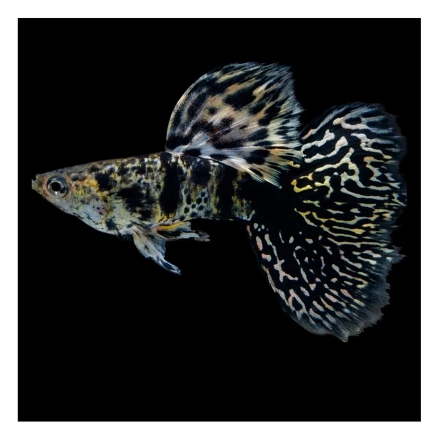 1 Trio Live Guppy Fish - Tiger King Cobra Ribbon - High Quality