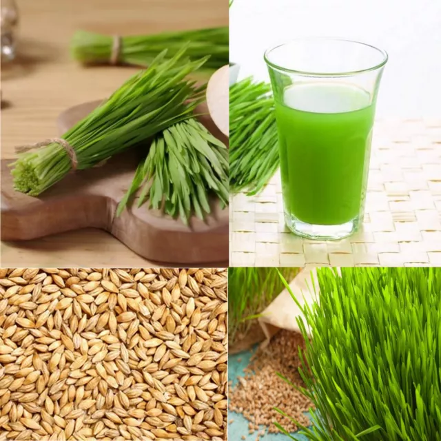 Organic Whole Raw Barley Grass Grain Seeds Sprouting Juicing Growing Cat Grass