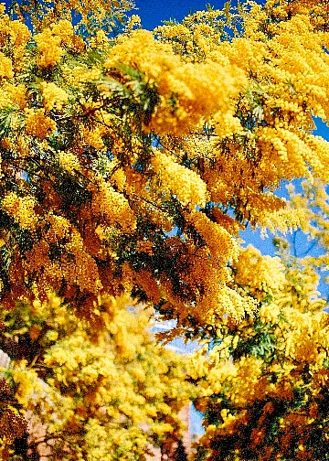 40 Golden Mimosa Tree Seeds | Acacia Baileyana | Fast GrowingYellow Waddle
