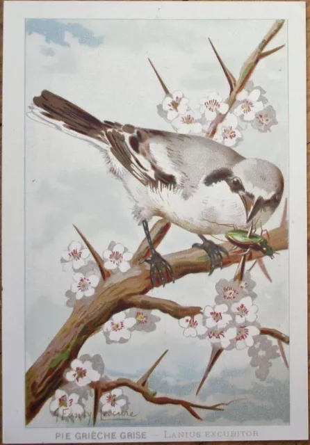 Bird Print 1890 French Shoes Trade Card, Artist Signed, Great Gray Shrike, Litho