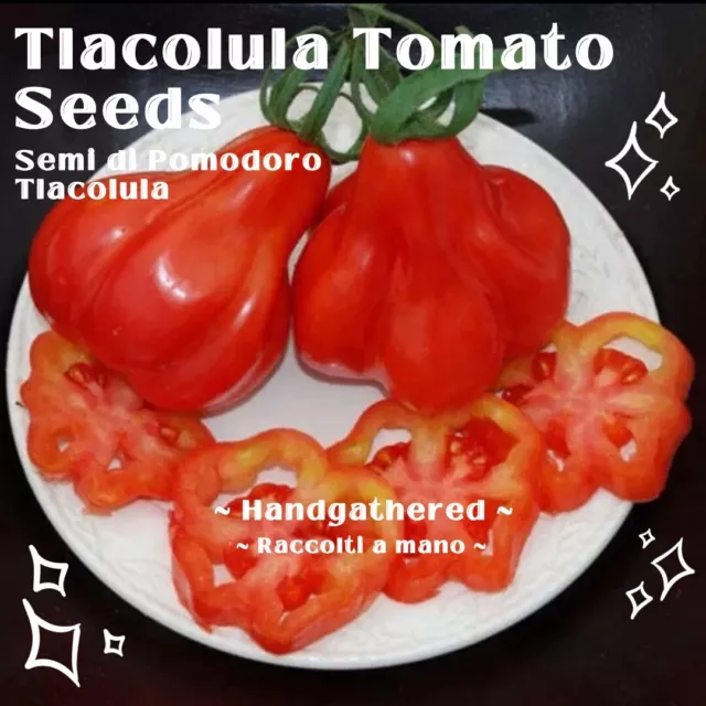 100+ SEMI POMODORO TLACOLULA || Semi Antichi Raro Tomato Rare Seeds