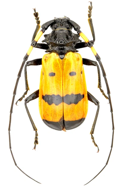 Cerambycidae Sp.,  M134 25Mm (Body) Colomb Leticia