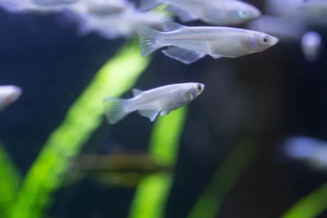 RICE FISH-MEDAKA PLATINUM WHITE GROUP OF 6+2 EXTRA! Ricefish