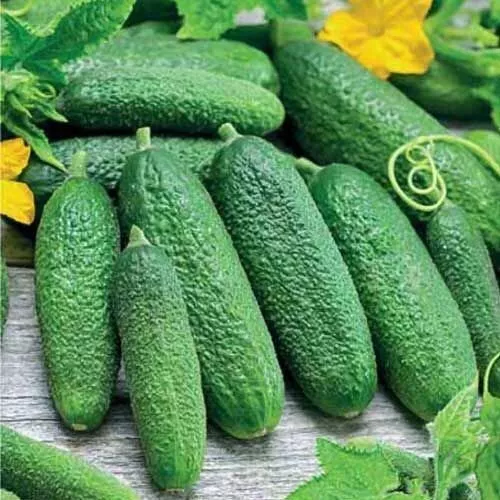 Seeds Cucumber Parthenocarpic Baby Mini F1 Gherkin Vegetable Organic NON-GMO
